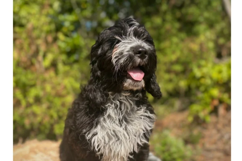 Cockapoo