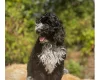 Cockapoo