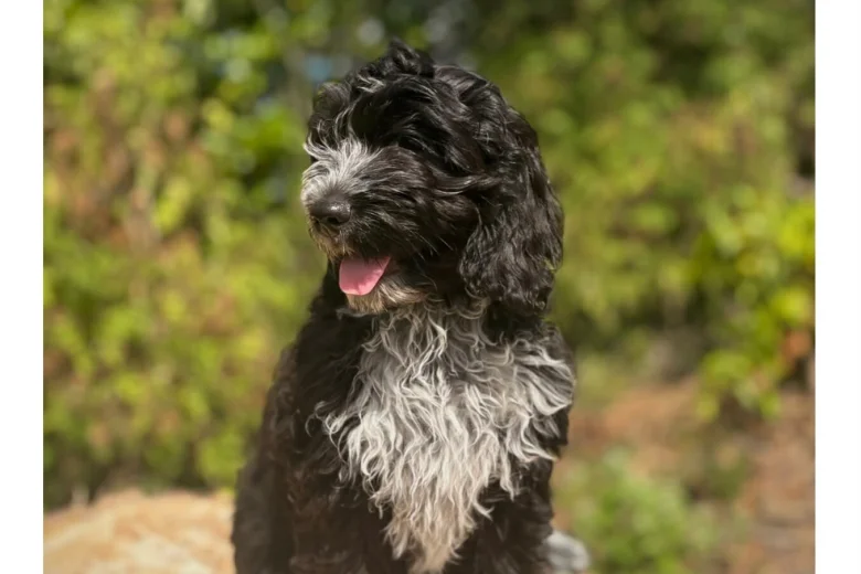 Cockapoo