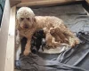 Cockapoo