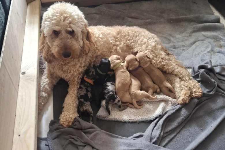 Cockapoo