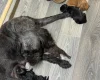 Cockapoo