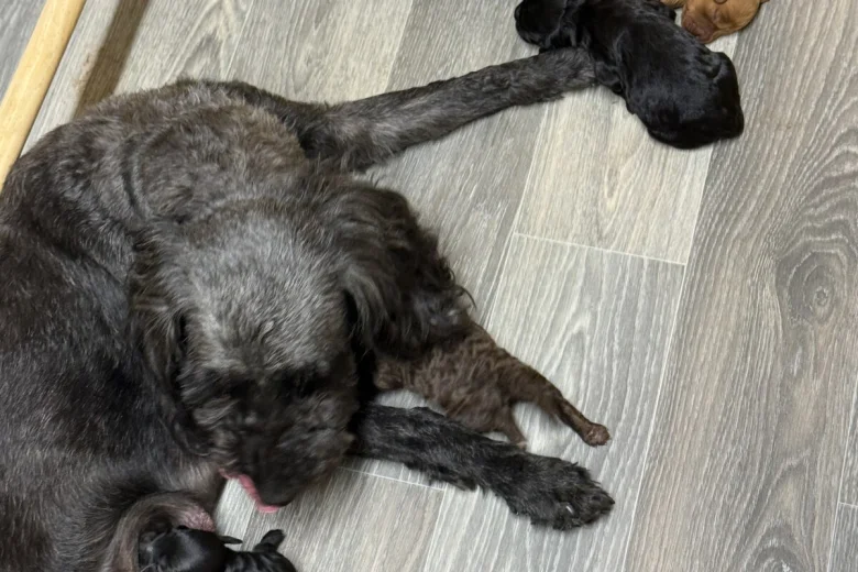 Cockapoo