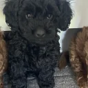 Cockapoo
