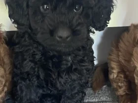 Cockapoo