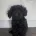 Cockapoo