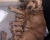 Cockapoo