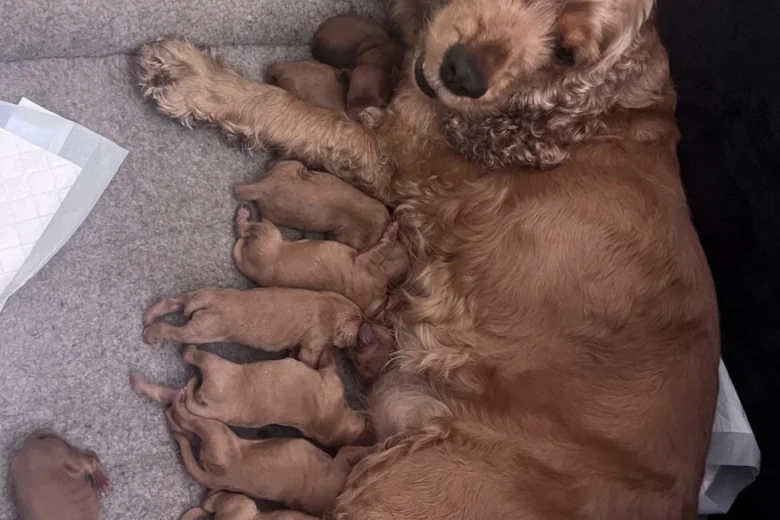 Cockapoo