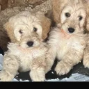 Cockapoo