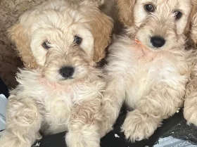 Cockapoo