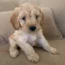 Cockapoo