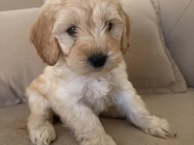 Cockapoo