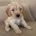 Cockapoo