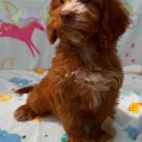 Cockapoo