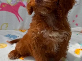 Cockapoo