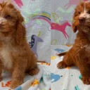 Cockapoo