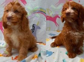 Cockapoo