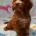 Cockapoo