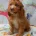Cockapoo