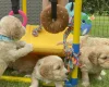 Cockapoo