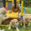 Cockapoo