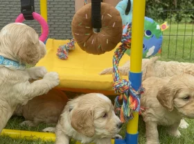 Cockapoo