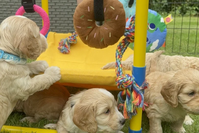 Cockapoo