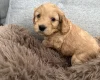Cockapoo