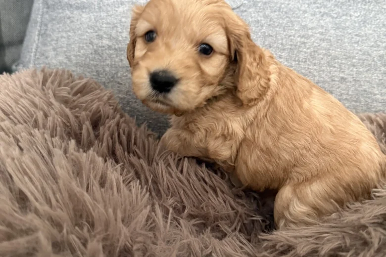 Cockapoo