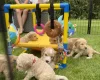 Cockapoo