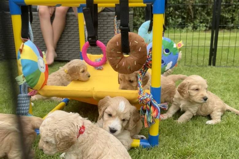 Cockapoo