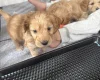 Cockapoo