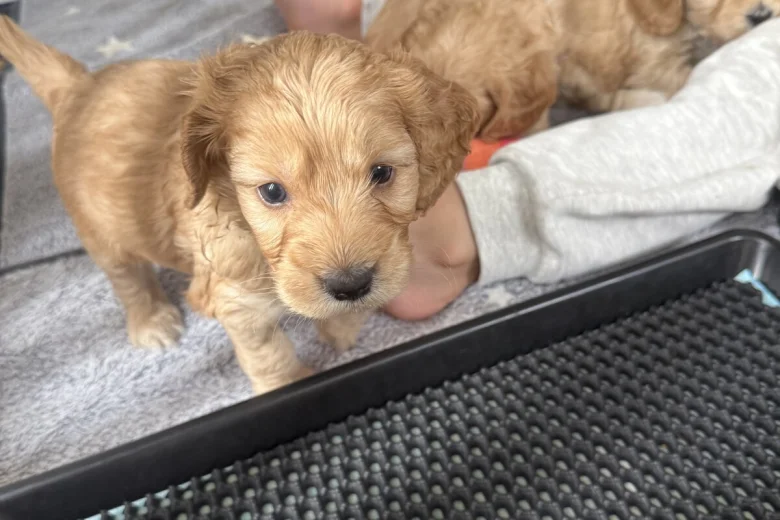Cockapoo