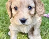 Cockapoo