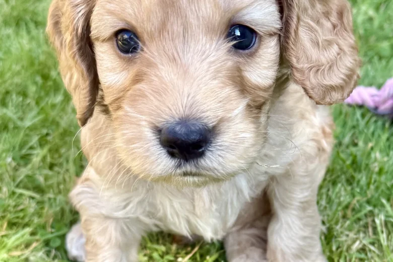 Cockapoo