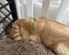 Cockapoo