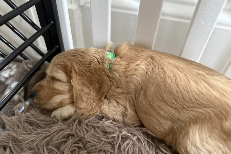 Cockapoo