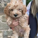 Cockapoo