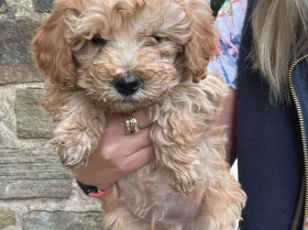 Cockapoo