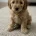 Cockapoo