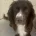 Cockapoo