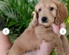Cockapoo