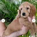 Cockapoo