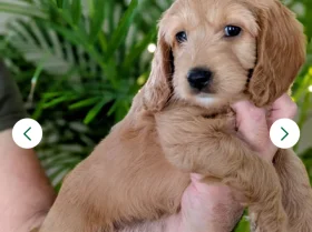 Cockapoo