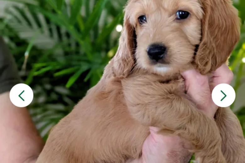 Cockapoo