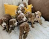 Cockapoo