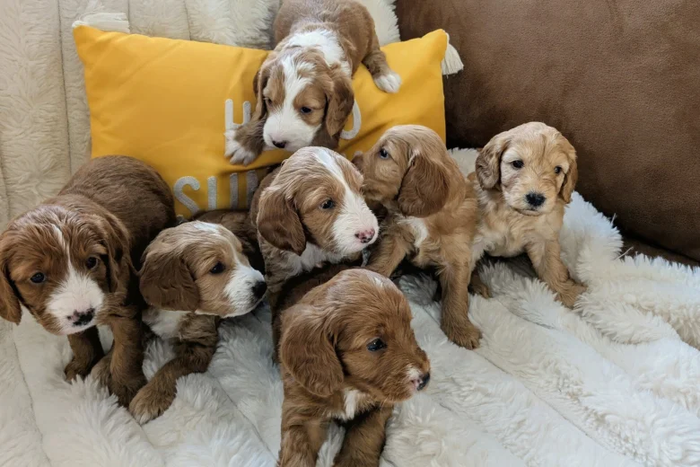 Cockapoo