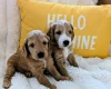 Cockapoo