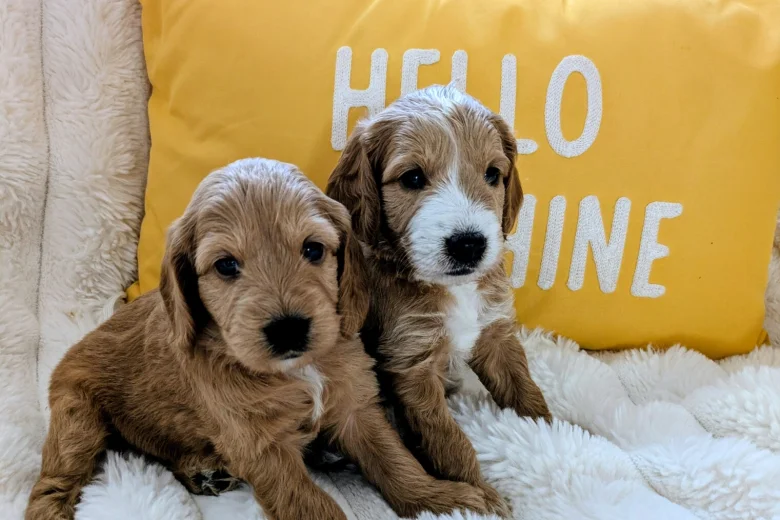 Cockapoo