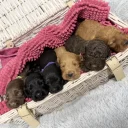 Cockapoo